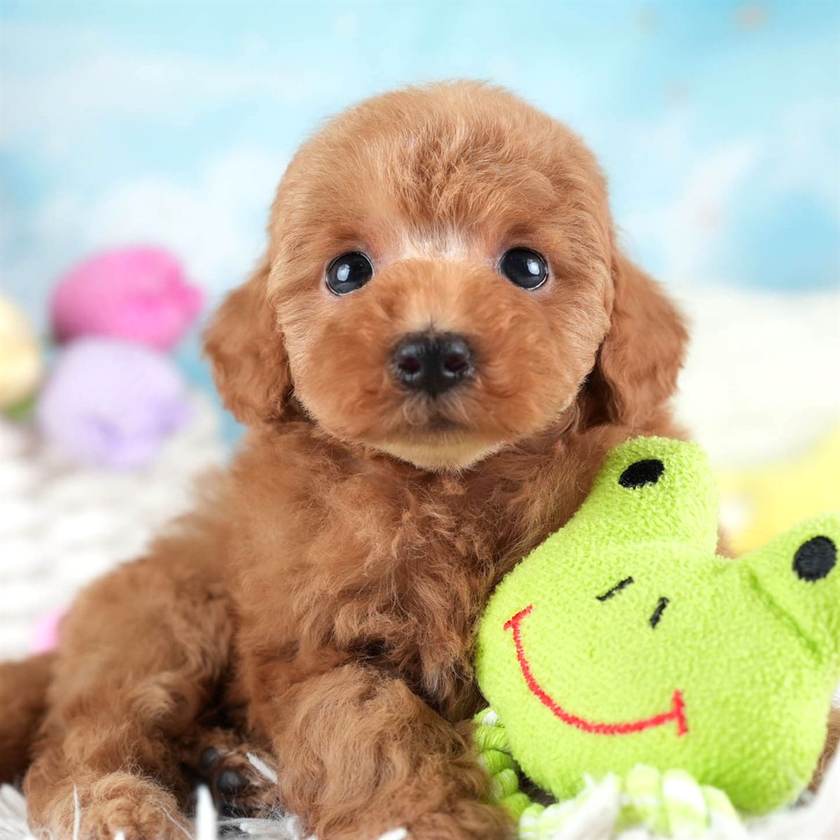 タイニー・プードル | 男の子 | アプリコット | 2026年2月10日