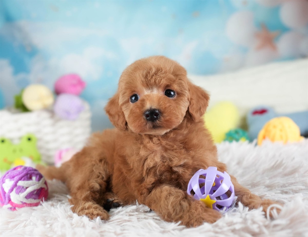 タイニー・プードル | 男の子 | アプリコット | 2026年2月10日