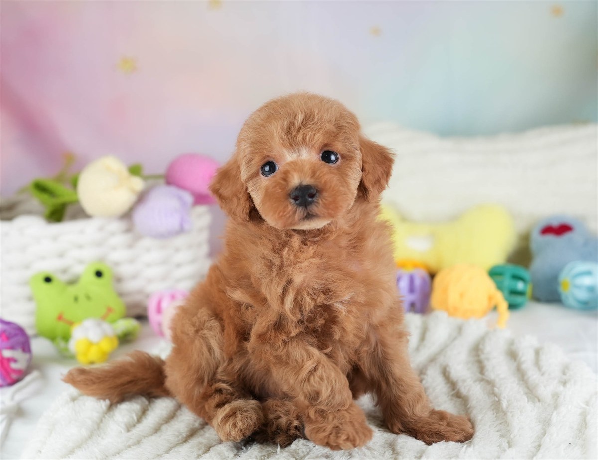 タイニー・プードル | 男の子 | アプリコット | 2026年2月10日