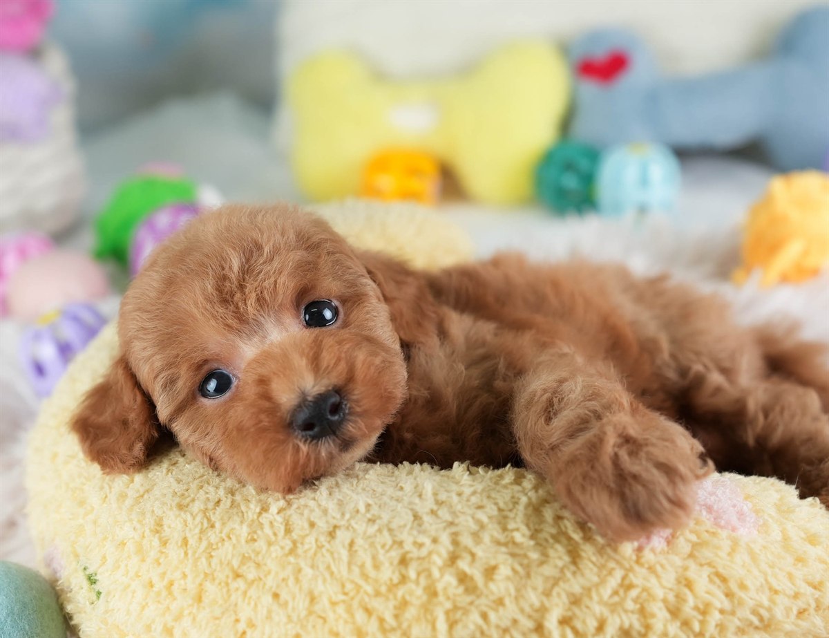 タイニー・プードル | 男の子 | アプリコット | 2026年2月10日