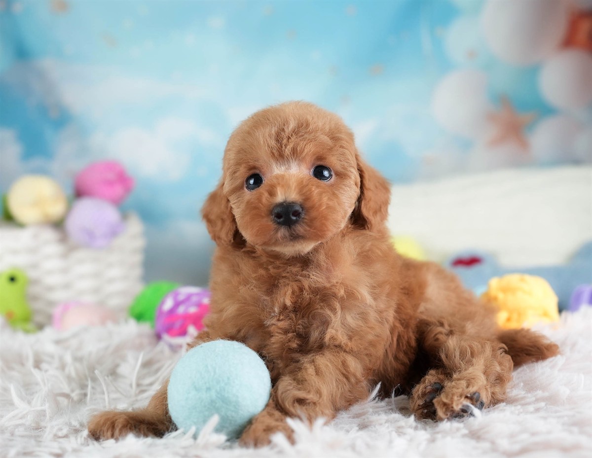 タイニー・プードル | 男の子 | アプリコット | 2026年2月10日