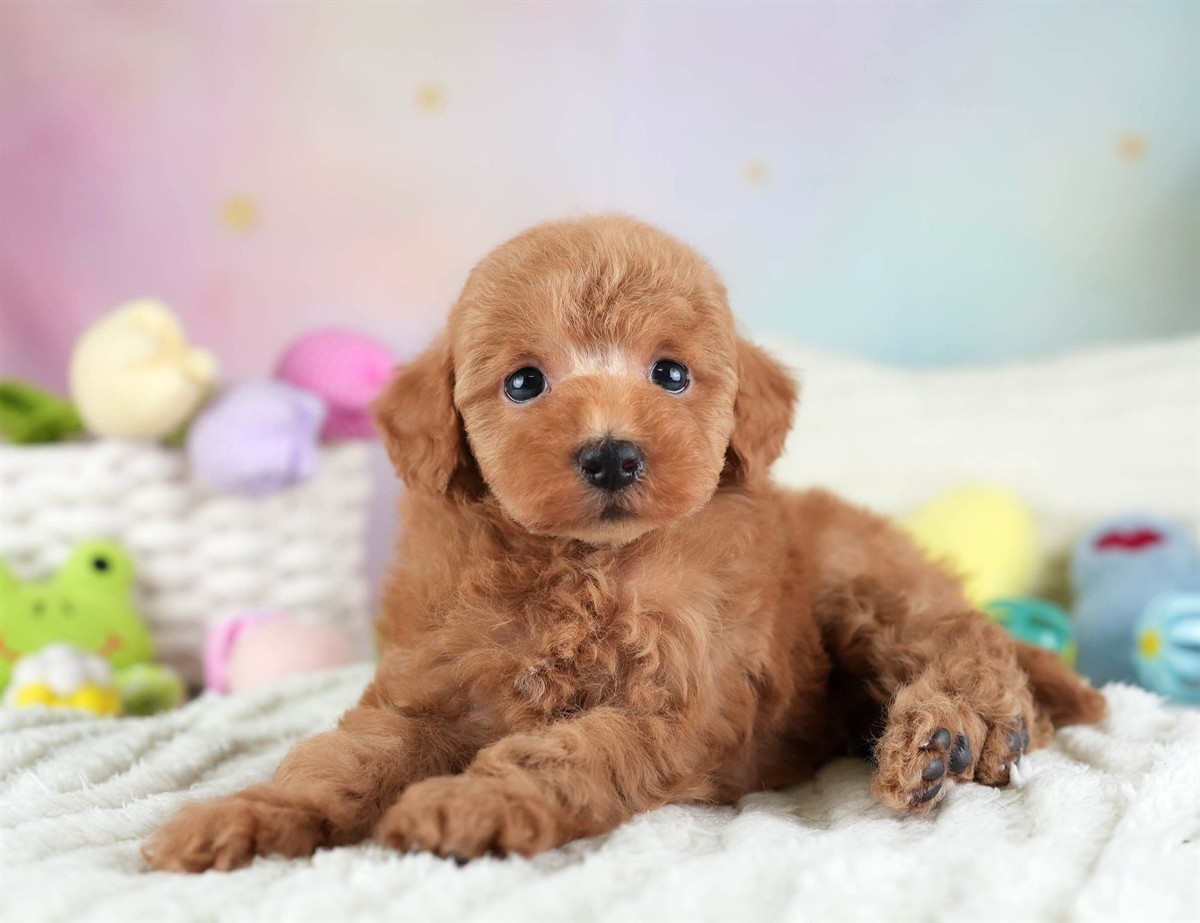 タイニー・プードル | 男の子 | アプリコット | 2026年2月10日