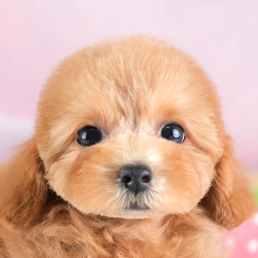 タイニー・プードル | 女の子 | アプリコット | 2026年2月10日（ID:dog-30003003）
