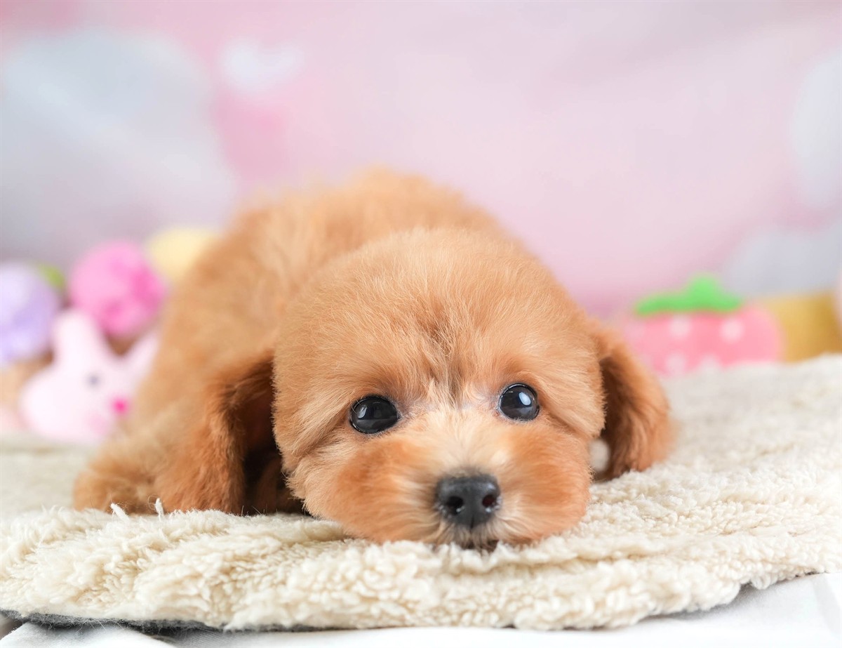 タイニー・プードル | 女の子 | アプリコット | 2026年2月10日（ID:dog-30003003）