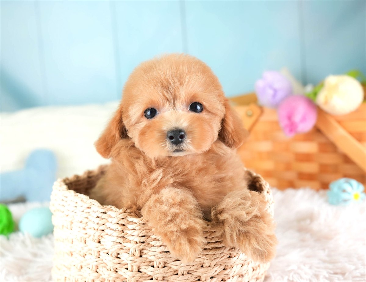 タイニー・プードル | 女の子 | アプリコット | 2026年2月10日（ID:dog-30003003）