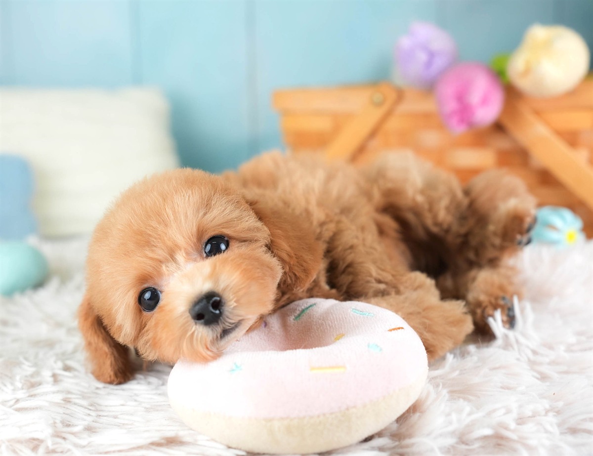 タイニー・プードル | 女の子 | アプリコット | 2026年2月10日（ID:dog-30003003）