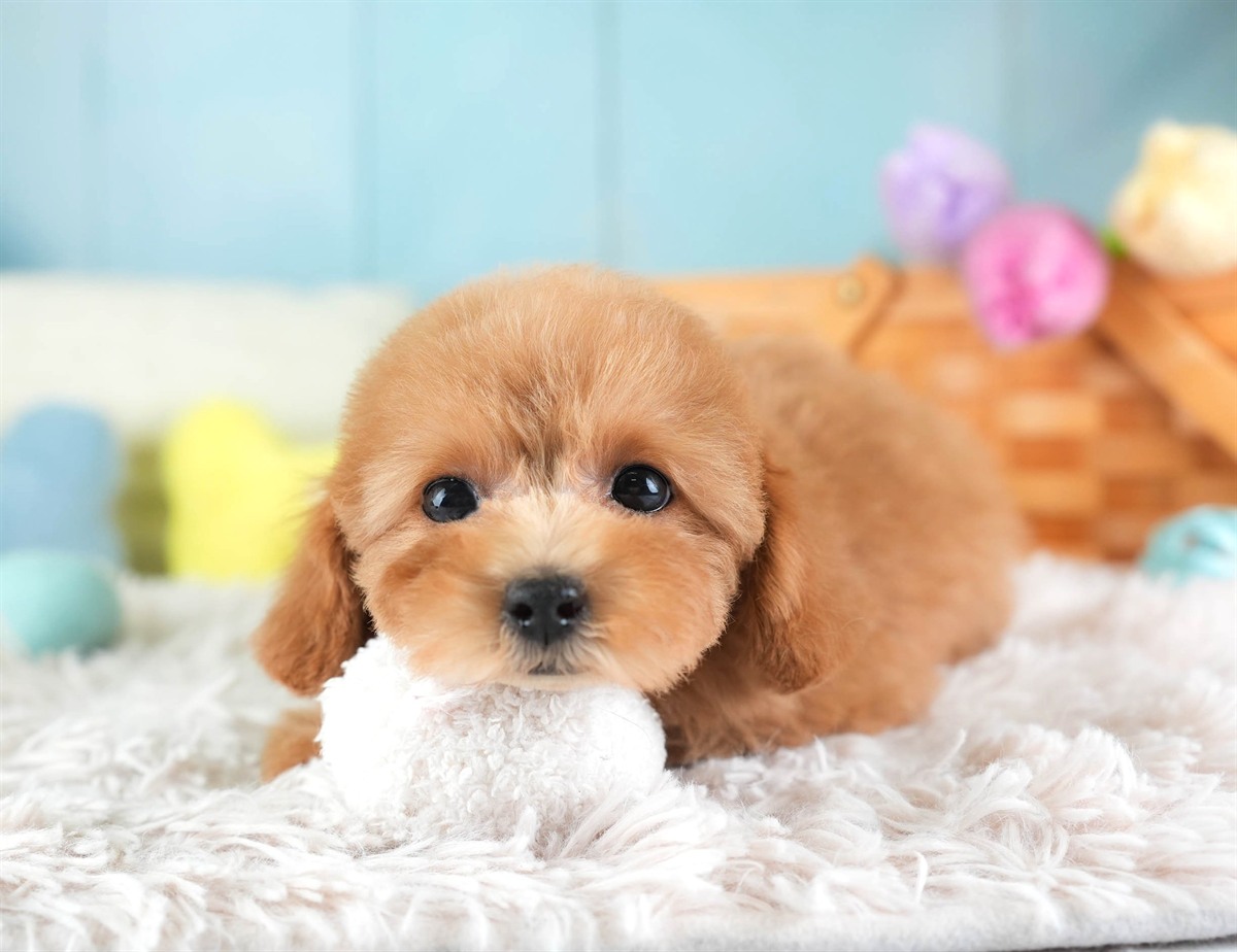 タイニー・プードル | 女の子 | アプリコット | 2026年2月10日（ID:dog-30003003）