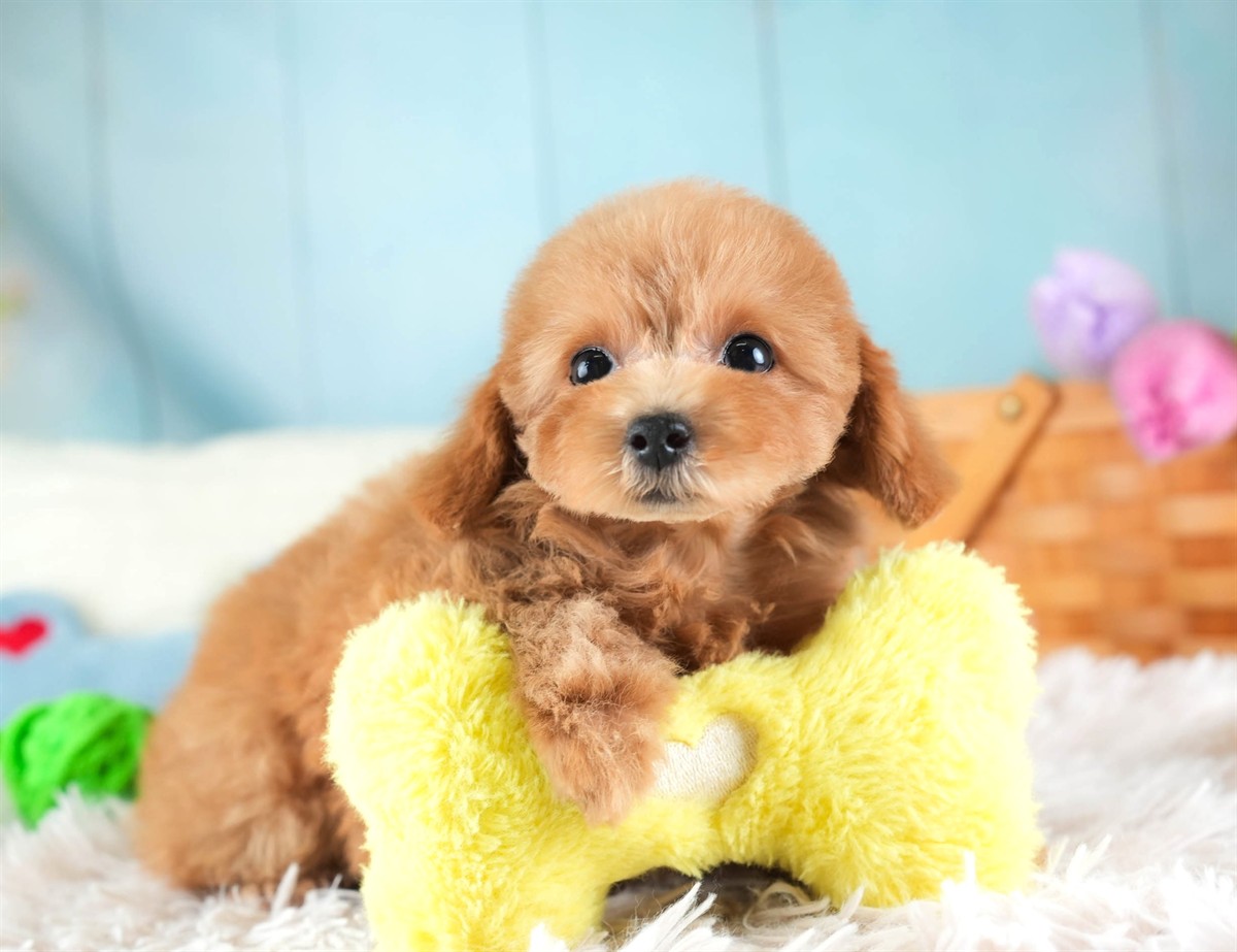 タイニー・プードル | 女の子 | アプリコット | 2026年2月10日（ID:dog-30003003）