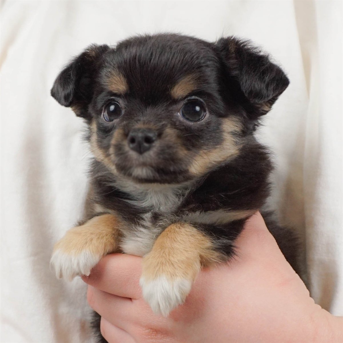 チワワ(ロング) | 男の子 | ブラックタン＆ホワイト | 2026年2月10日（ID:dog-30003009）