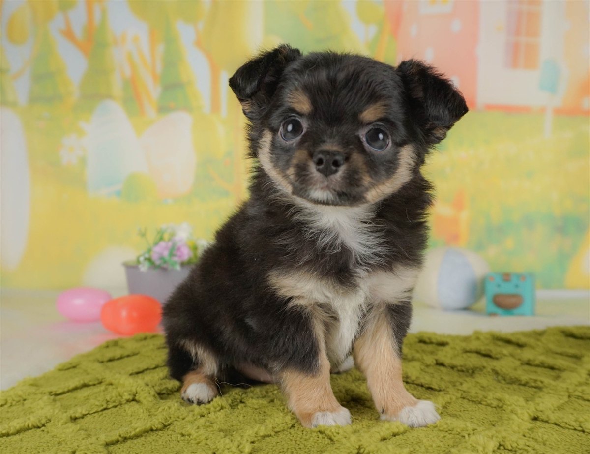 チワワ(ロング) | 男の子 | ブラックタン＆ホワイト | 2026年2月10日（ID:dog-30003009）