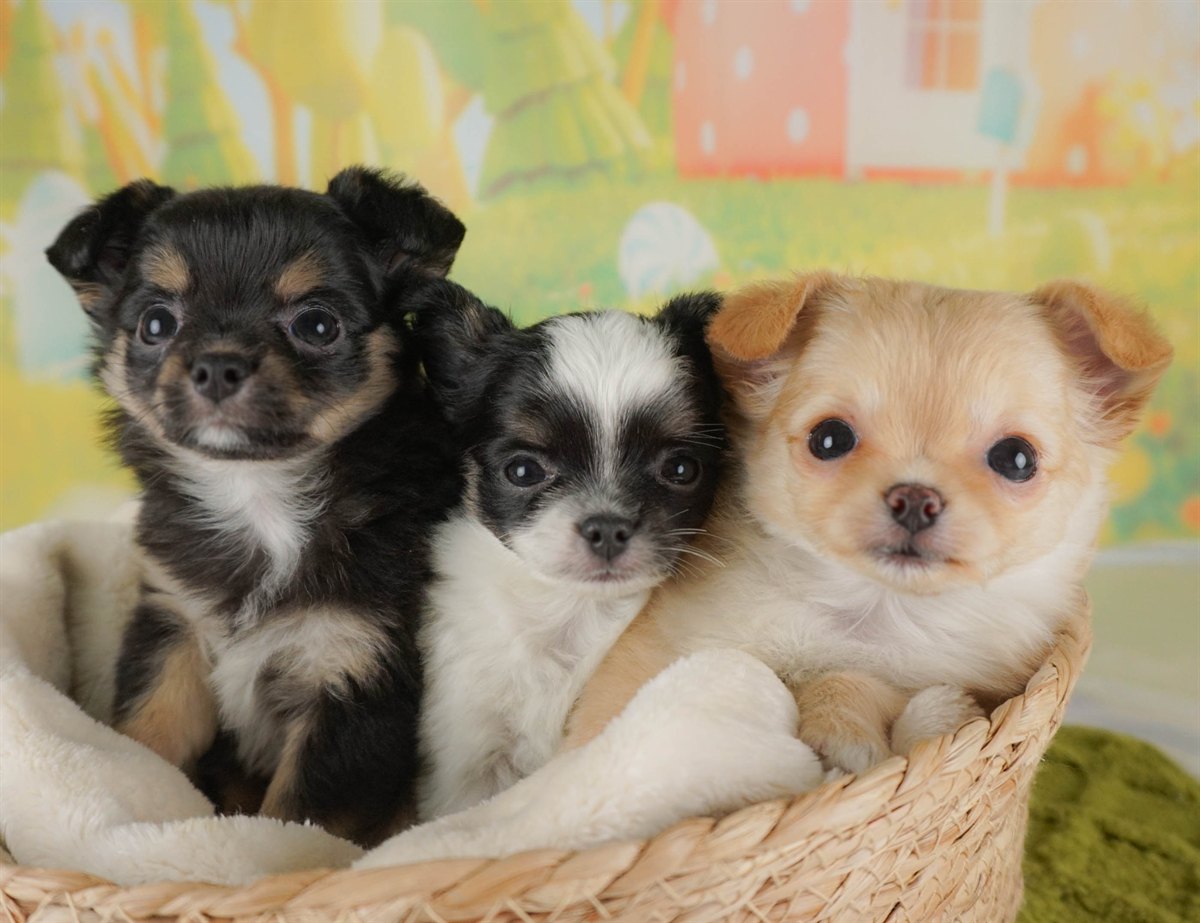 チワワ(ロング) | 男の子 | ブラックタン＆ホワイト | 2026年2月10日（ID:dog-30003009）