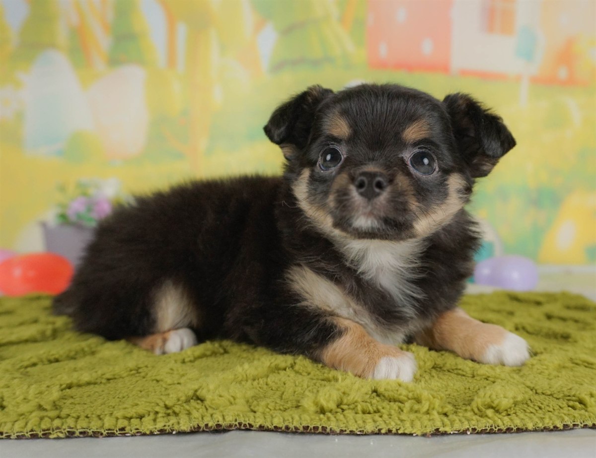 チワワ(ロング) | 男の子 | ブラックタン＆ホワイト | 2026年2月10日（ID:dog-30003009）