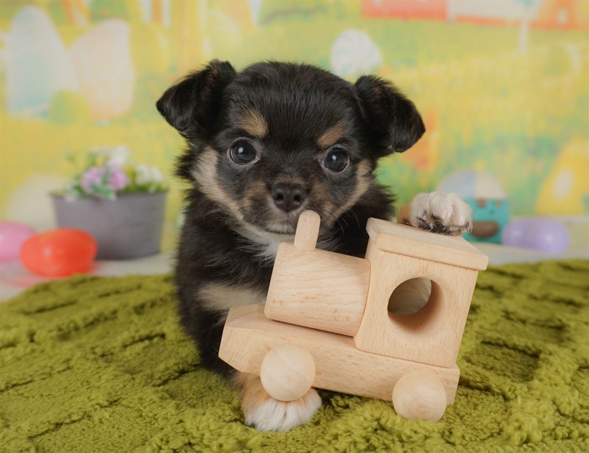 チワワ(ロング) | 男の子 | ブラックタン＆ホワイト | 2026年2月10日（ID:dog-30003009）