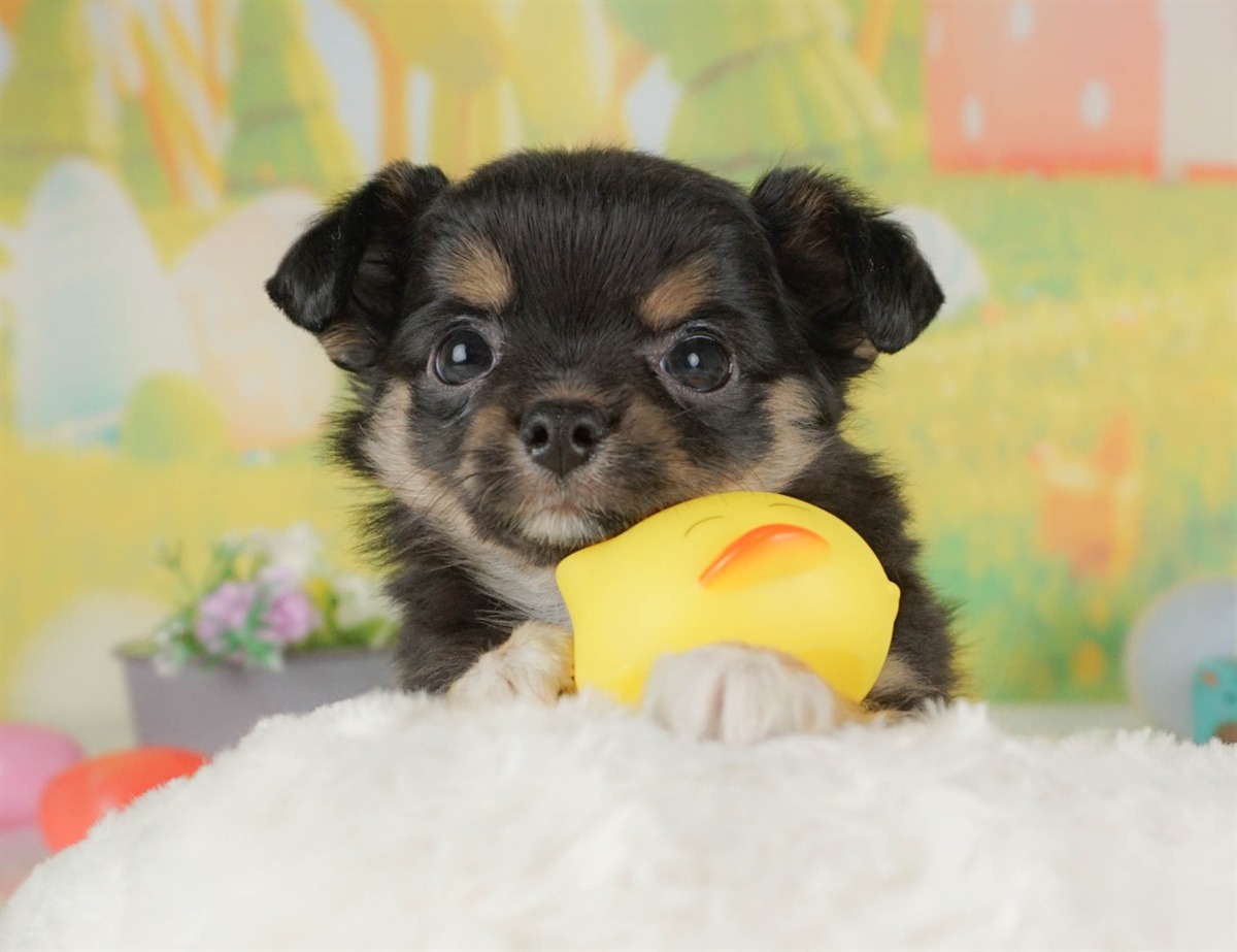 チワワ(ロング) | 男の子 | ブラックタン＆ホワイト | 2026年2月10日（ID:dog-30003009）