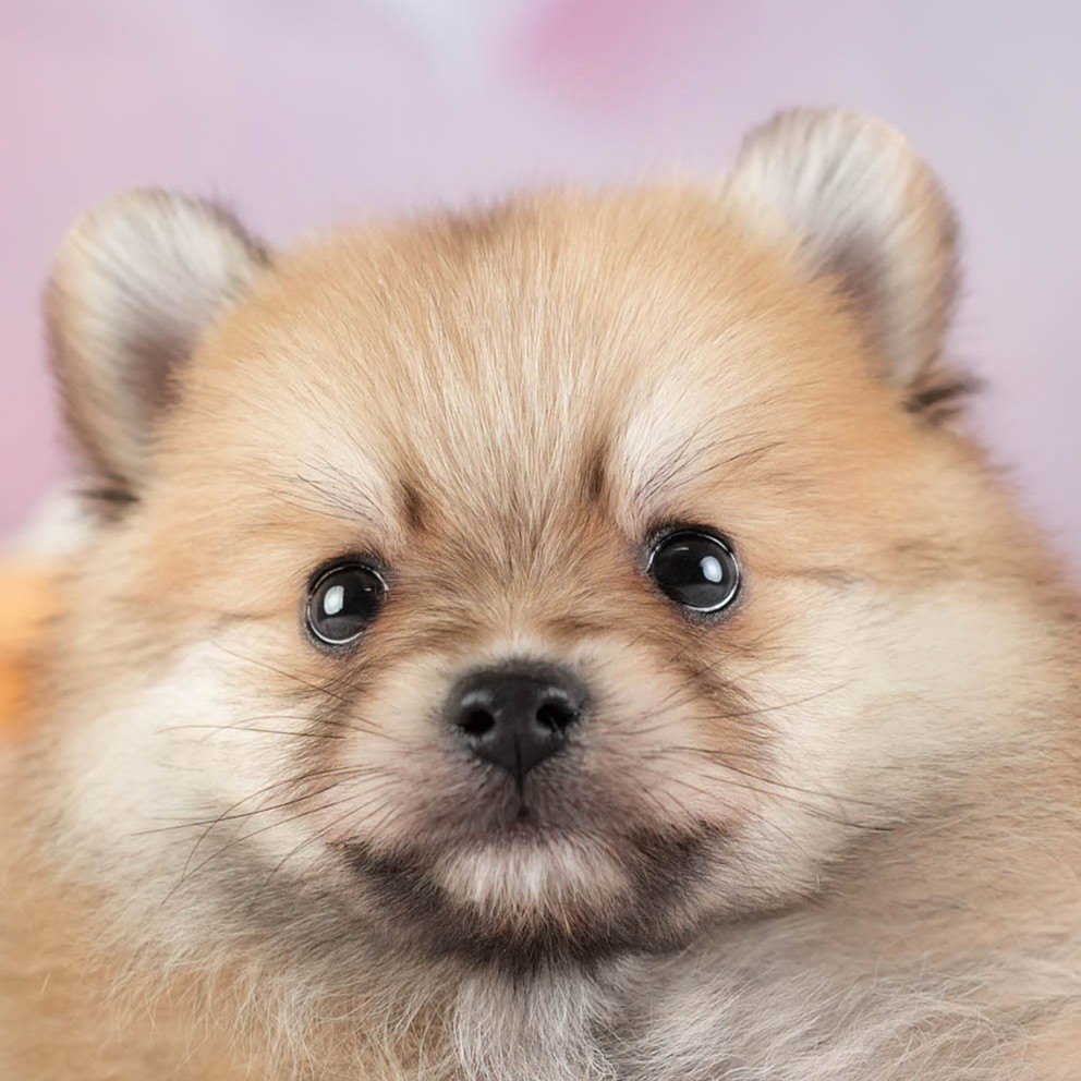 ポメラニアン | 男の子 | オレンジ | 2026年2月11日