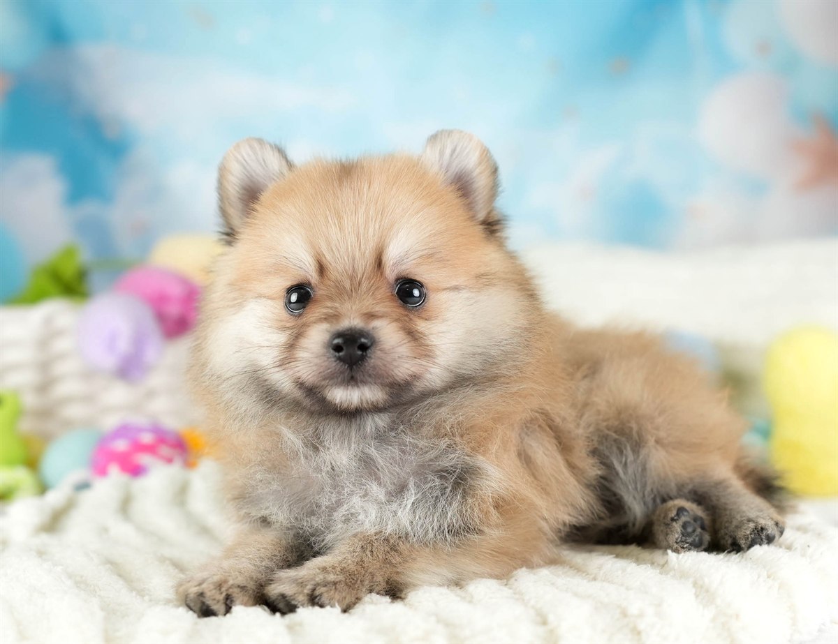 ポメラニアン | 男の子 | オレンジ | 2026年2月11日