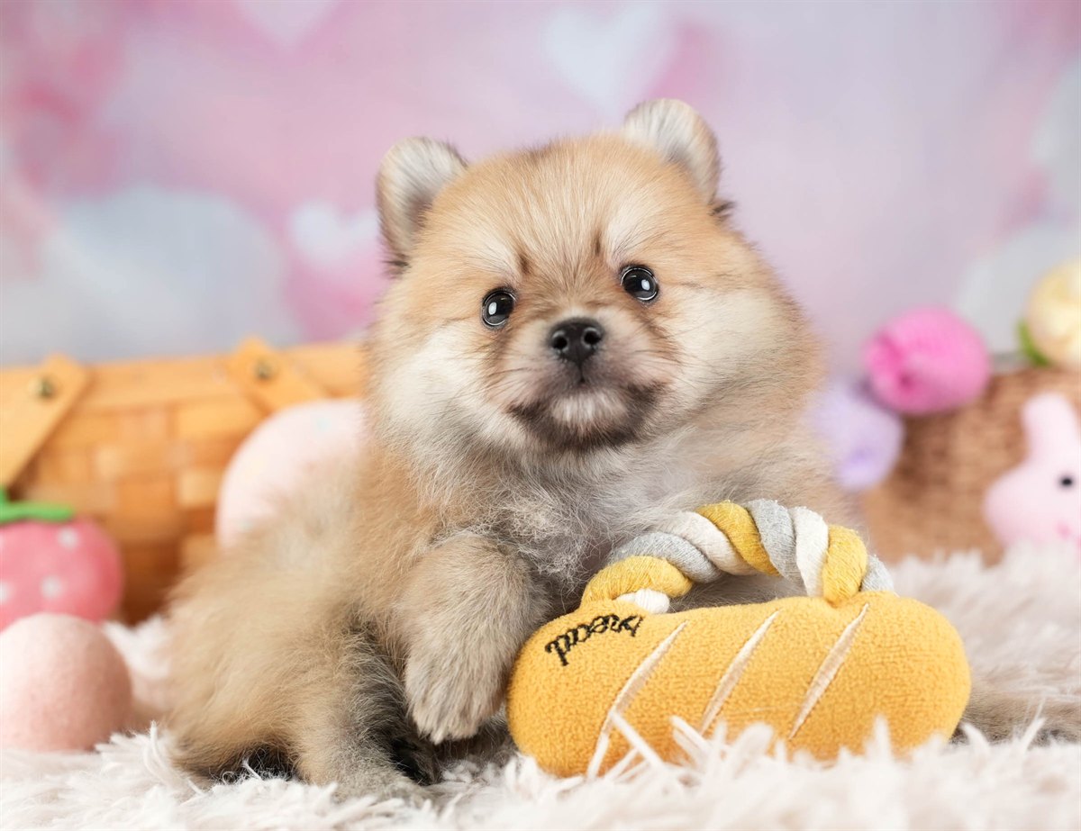 ポメラニアン | 男の子 | オレンジ | 2026年2月11日