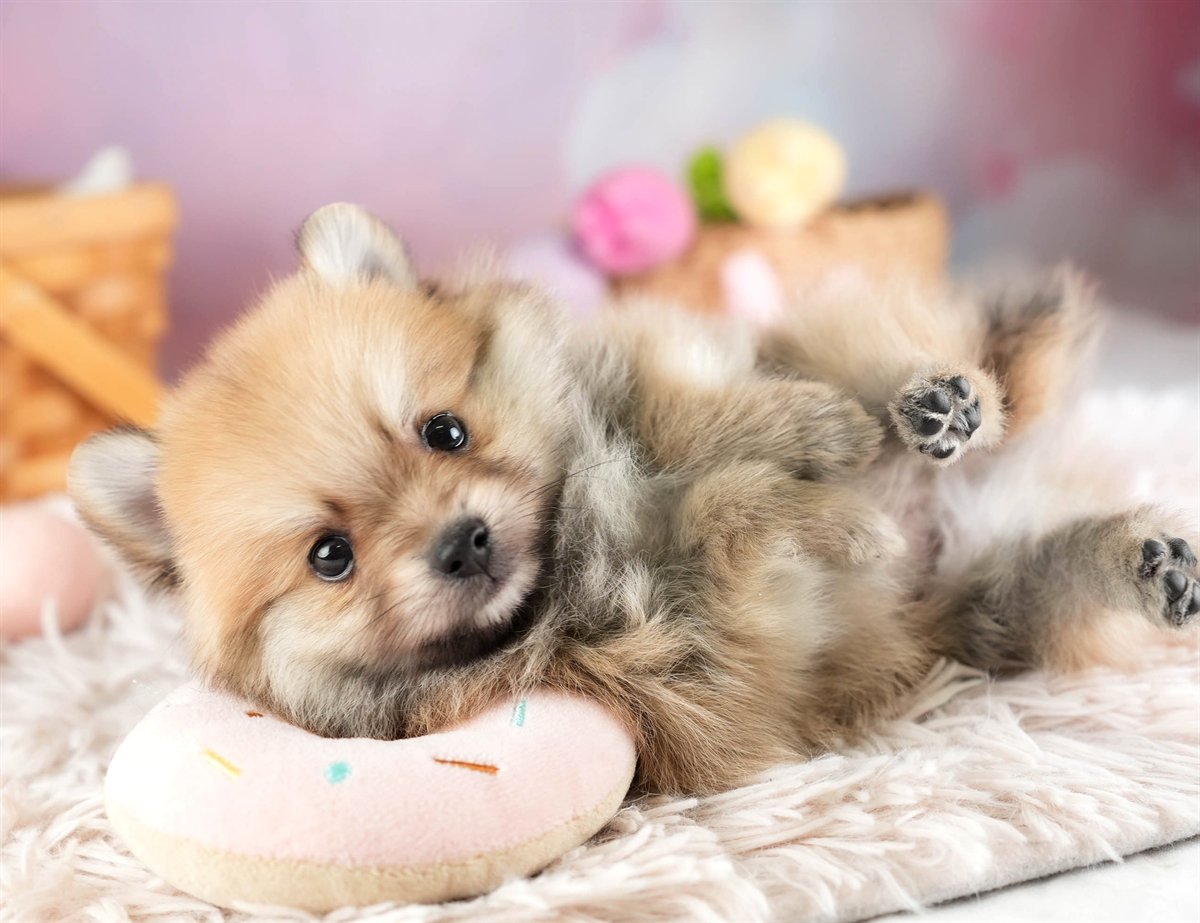 ポメラニアン | 男の子 | オレンジ | 2026年2月11日