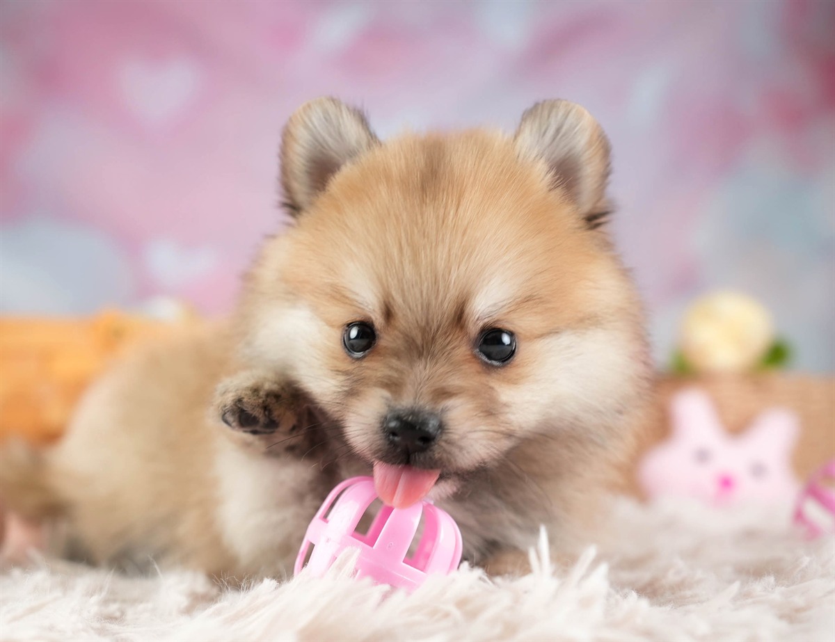 ポメラニアン | 男の子 | オレンジ | 2026年2月11日