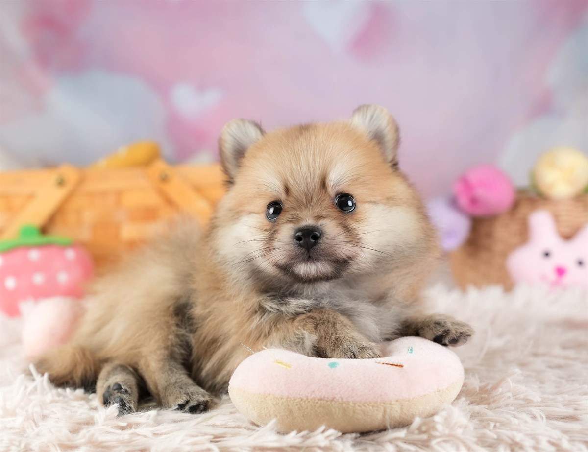 ポメラニアン | 男の子 | オレンジ | 2026年2月11日