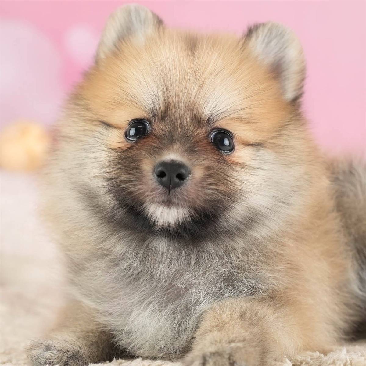 ポメラニアン | 男の子 | オレンジ | 2026年2月11日