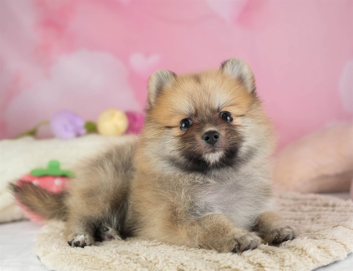 ポメラニアン | 男の子 | オレンジ | 2026年2月11日