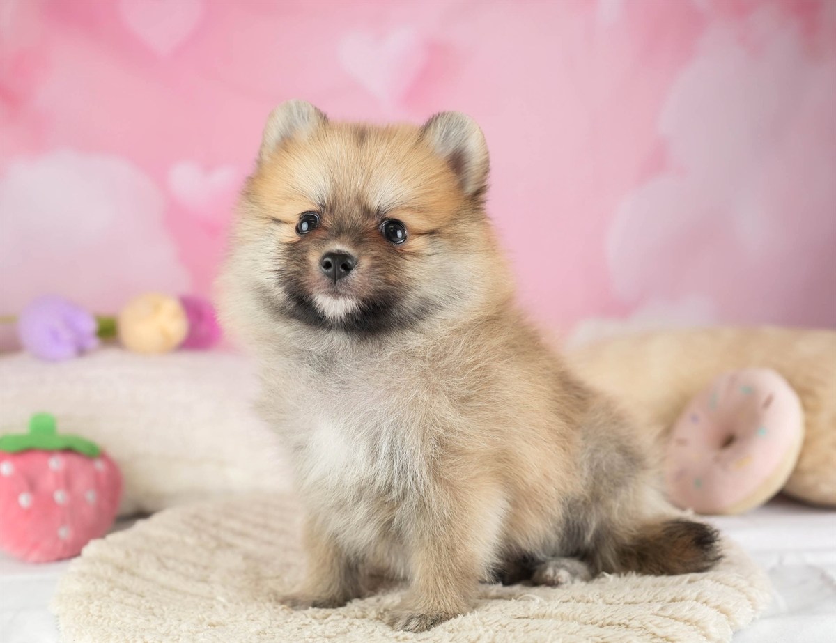 ポメラニアン | 男の子 | オレンジ | 2026年2月11日