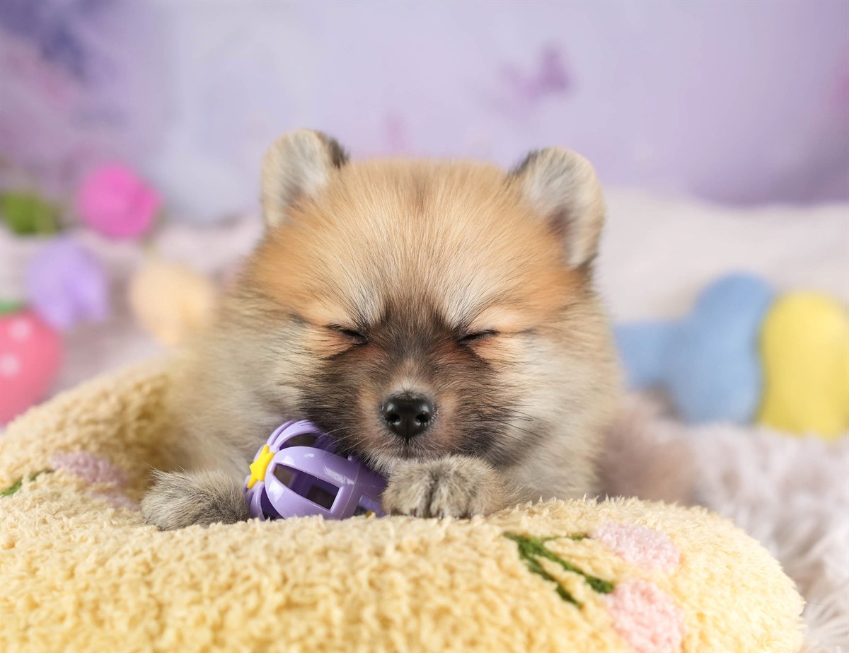 ポメラニアン | 男の子 | オレンジ | 2026年2月11日