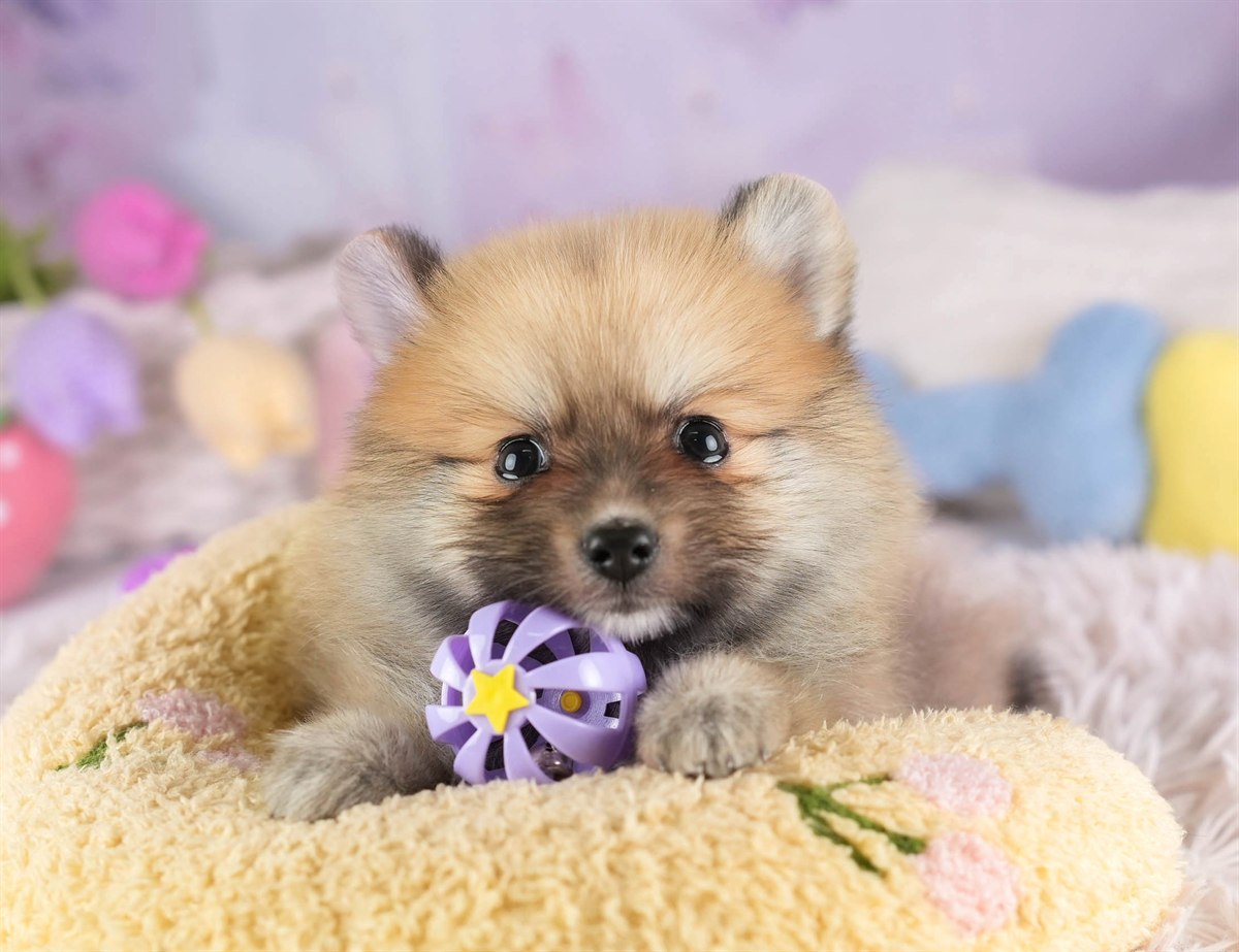 ポメラニアン | 男の子 | オレンジ | 2026年2月11日