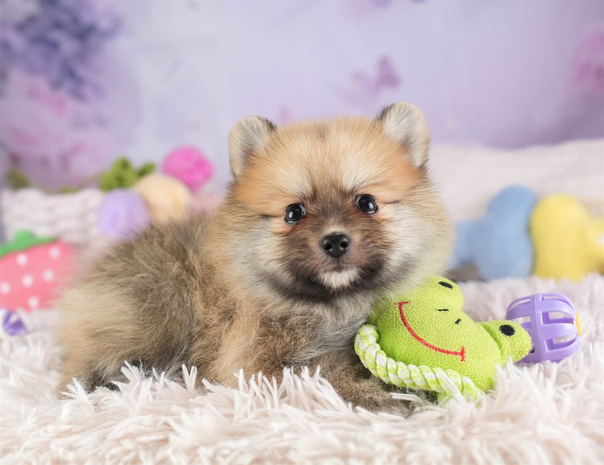 ポメラニアン | 男の子 | オレンジ | 2026年2月11日