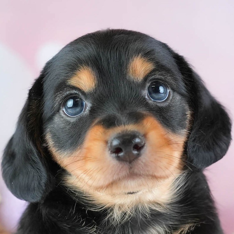 チワックス | 男の子 | ブラック＆タン | 2026年2月11日