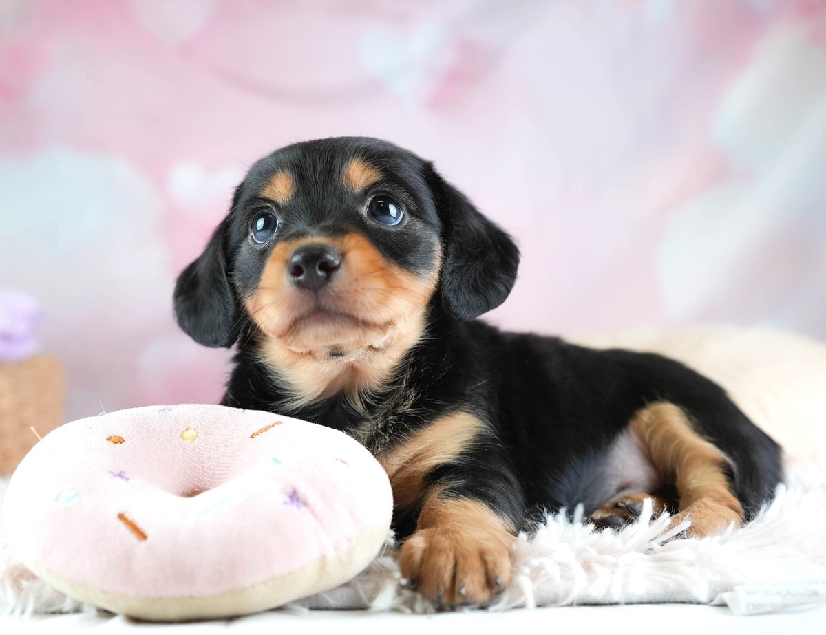 チワックス | 男の子 | ブラック＆タン | 2026年2月11日