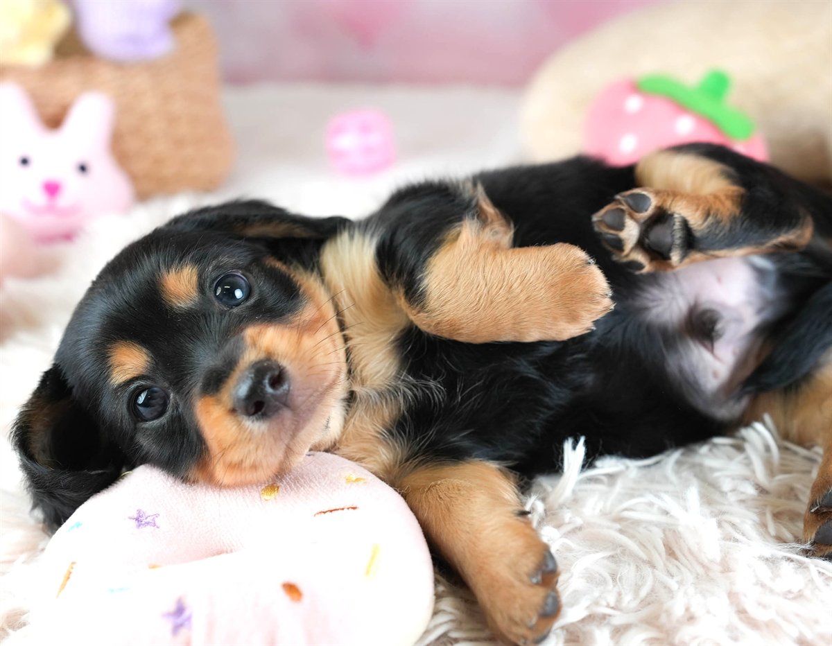 チワックス | 男の子 | ブラック＆タン | 2026年2月11日