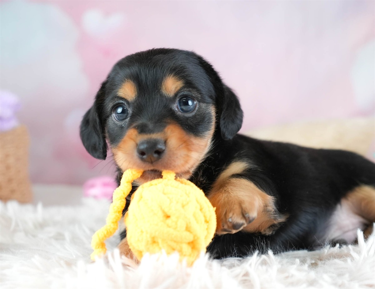 チワックス | 男の子 | ブラック＆タン | 2026年2月11日