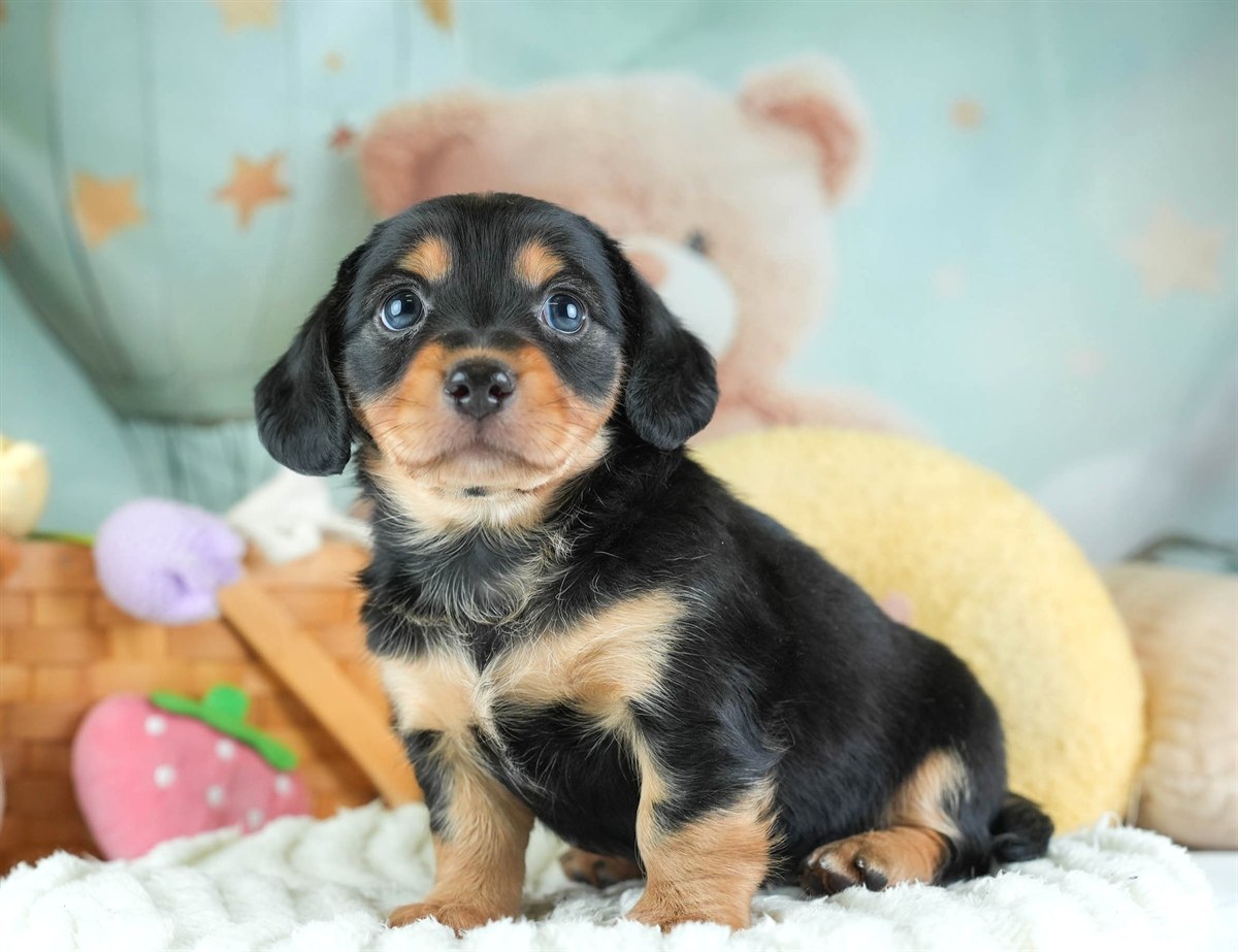 チワックス | 男の子 | ブラック＆タン | 2026年2月11日