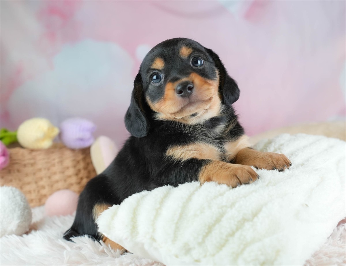 チワックス | 男の子 | ブラック＆タン | 2026年2月11日