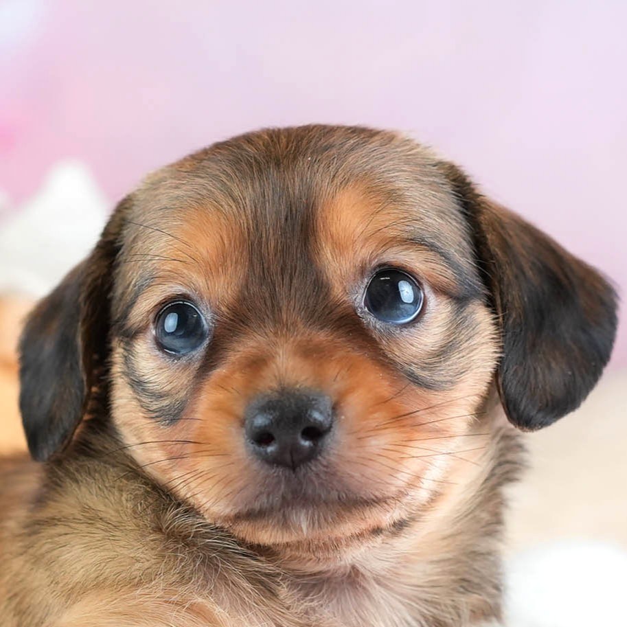 チワックス | 女の子 | シェーデッドレッド | 2026年2月11日