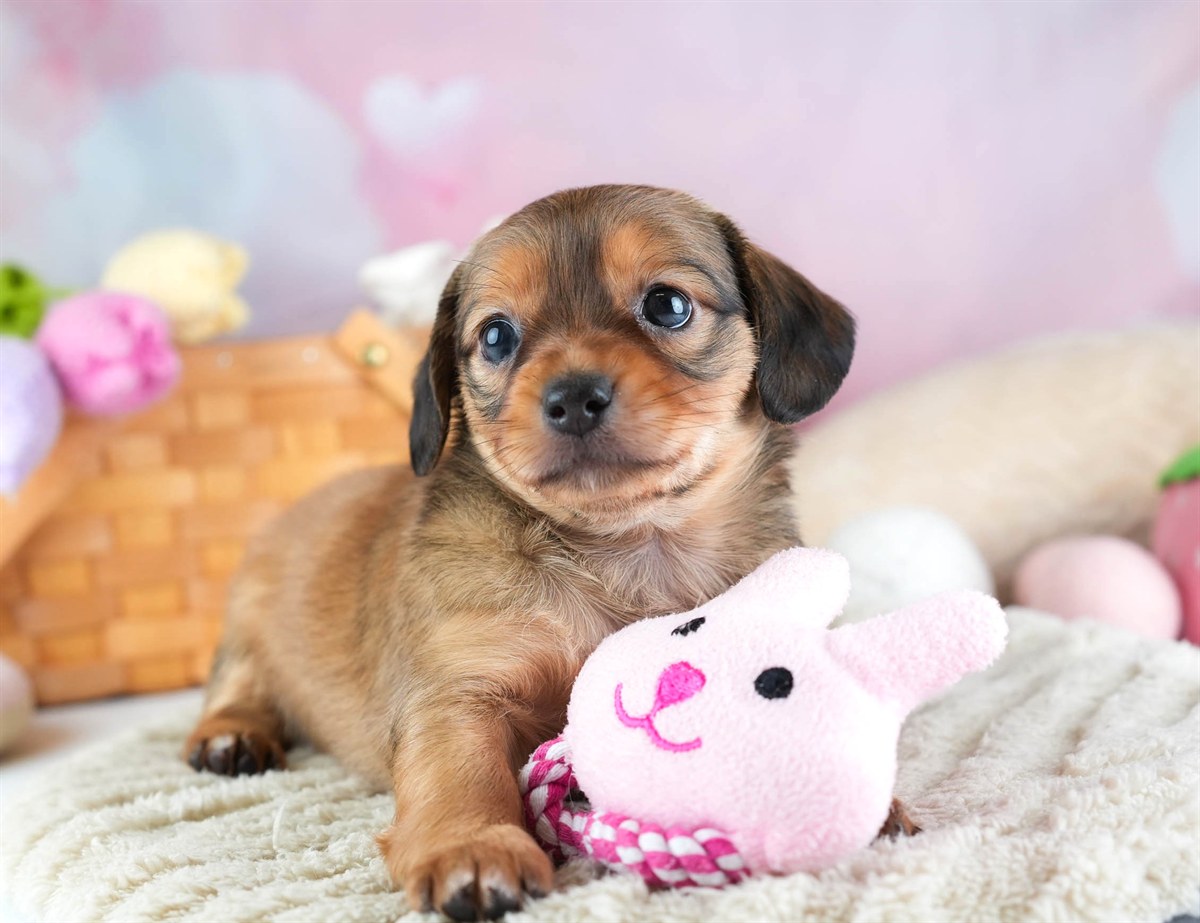 チワックス | 女の子 | シェーデッドレッド | 2026年2月11日