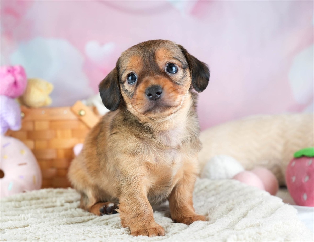 チワックス | 女の子 | シェーデッドレッド | 2026年2月11日