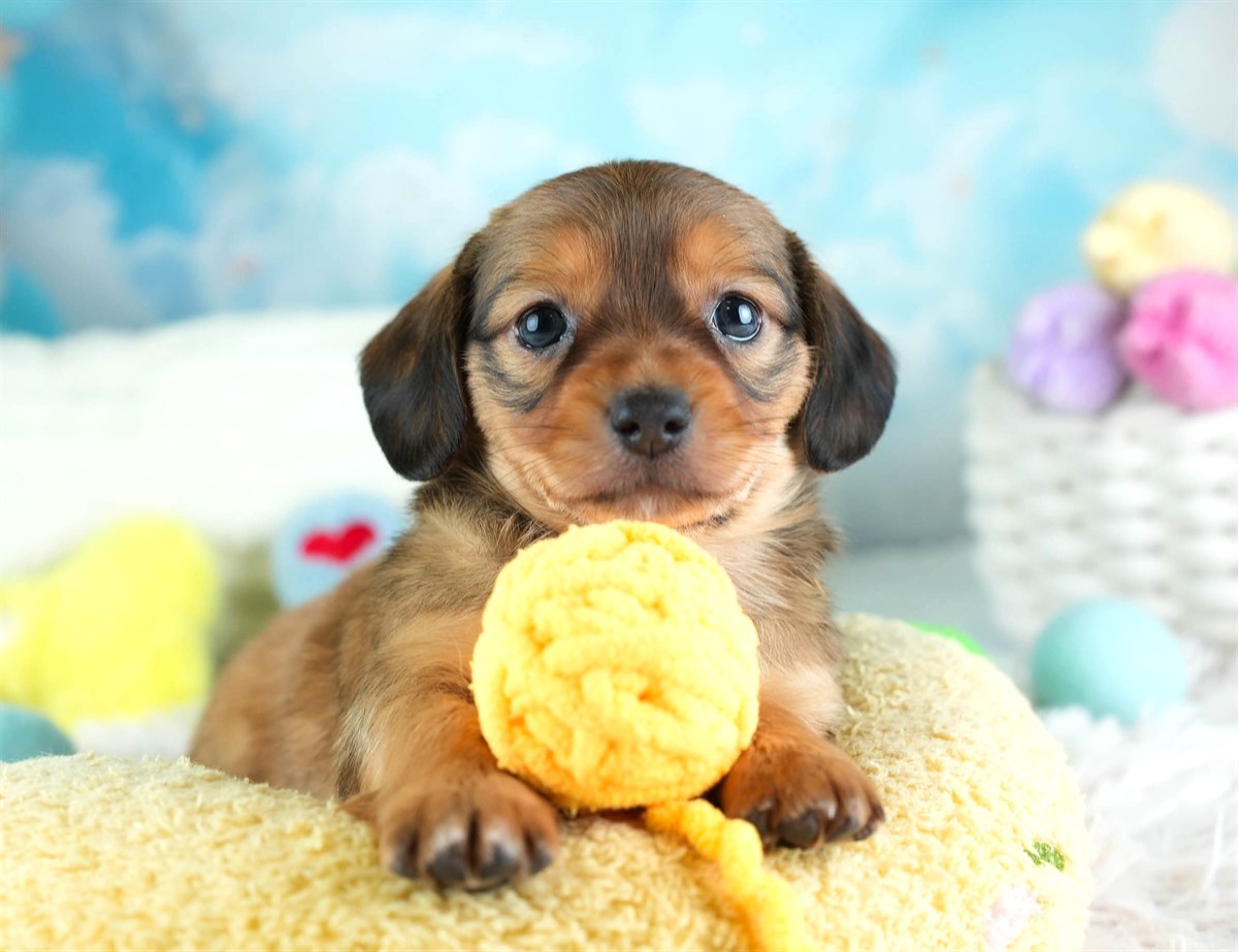 チワックス | 女の子 | シェーデッドレッド | 2026年2月11日