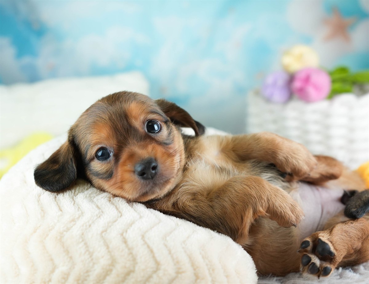 チワックス | 女の子 | シェーデッドレッド | 2026年2月11日