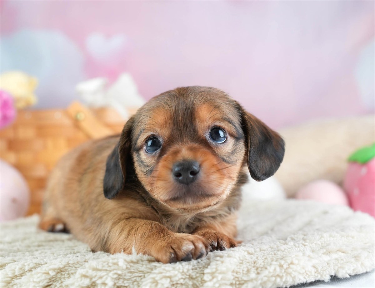 チワックス | 女の子 | シェーデッドレッド | 2026年2月11日