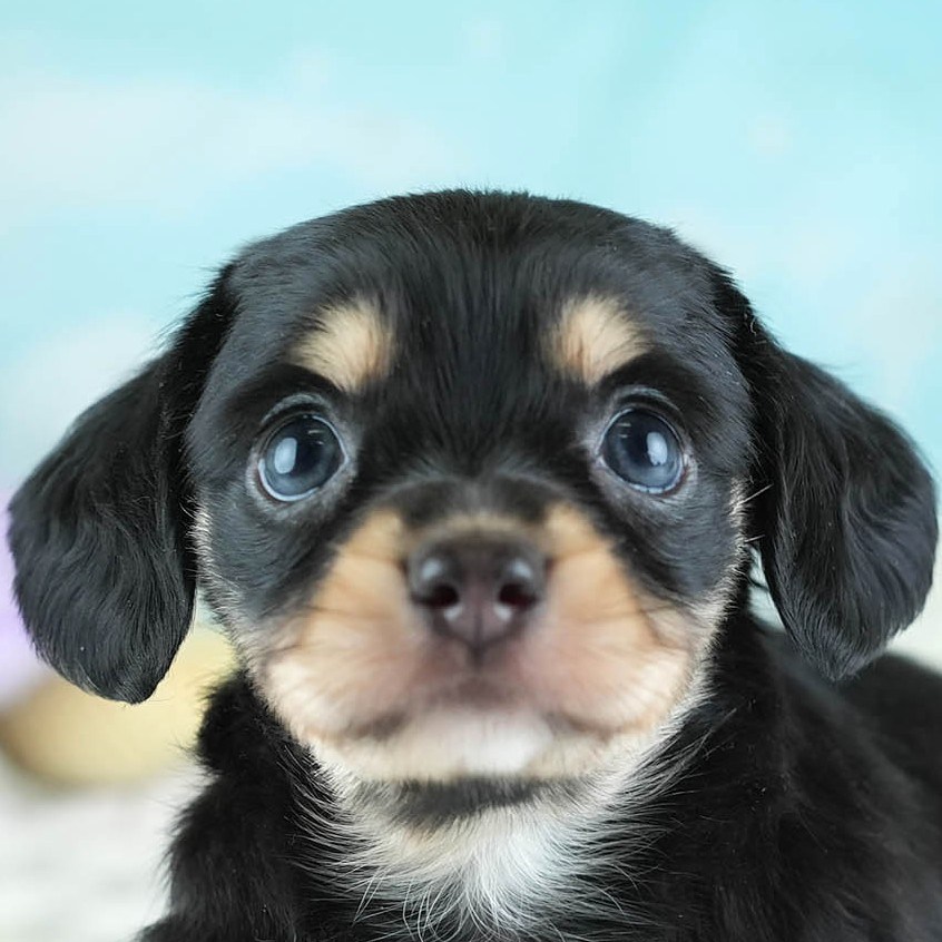 チワックス | 女の子 | ブラック＆タン | 2026年2月11日