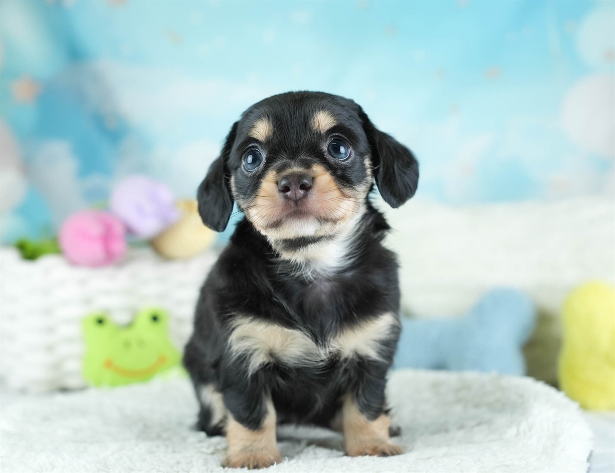 チワックス | 女の子 | ブラック＆タン | 2026年2月11日