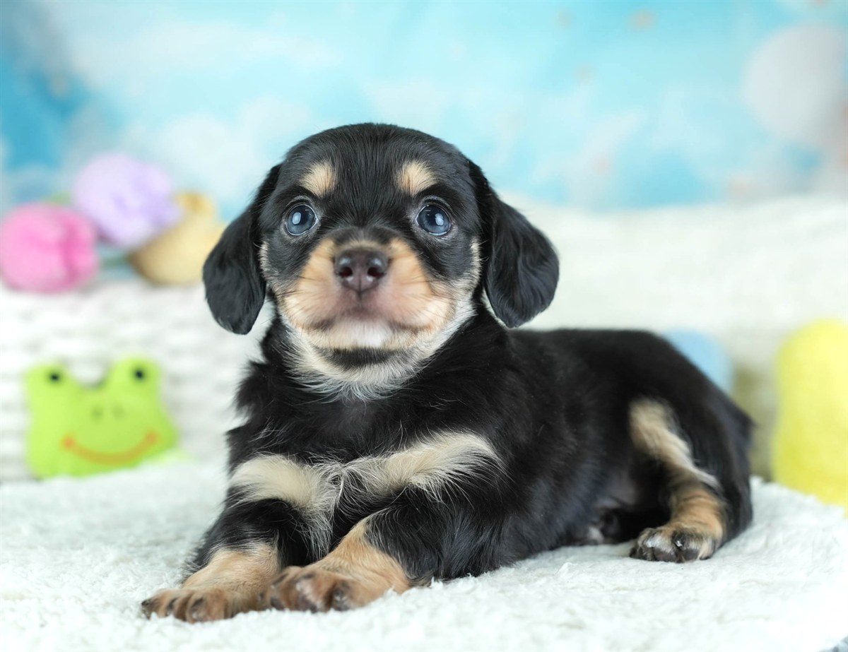 チワックス | 女の子 | ブラック＆タン | 2026年2月11日