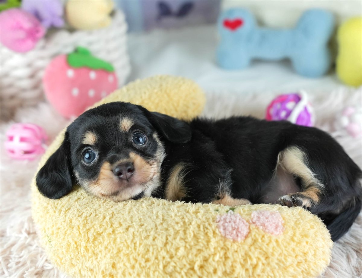 チワックス | 女の子 | ブラック＆タン | 2026年2月11日