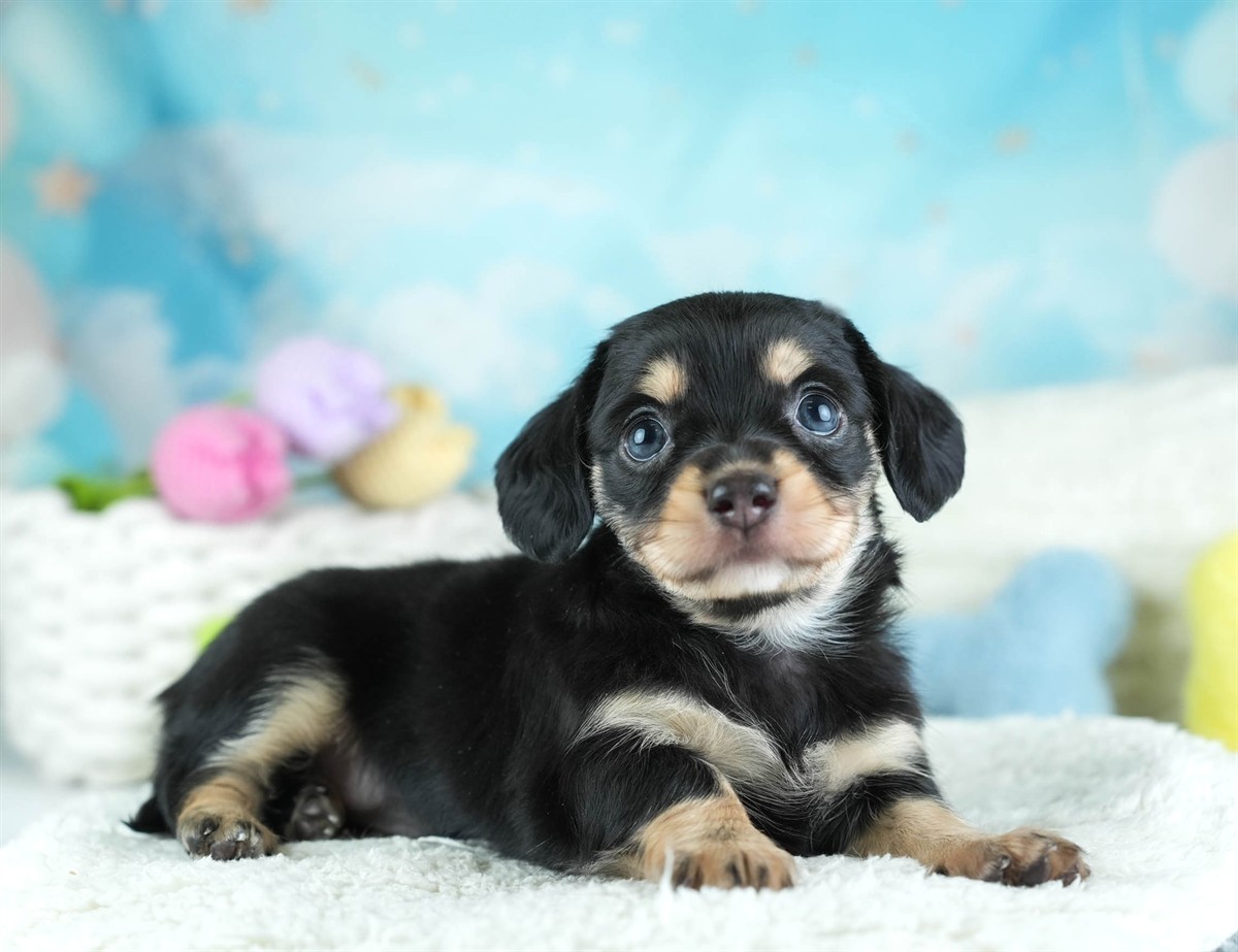 チワックス | 女の子 | ブラック＆タン | 2026年2月11日