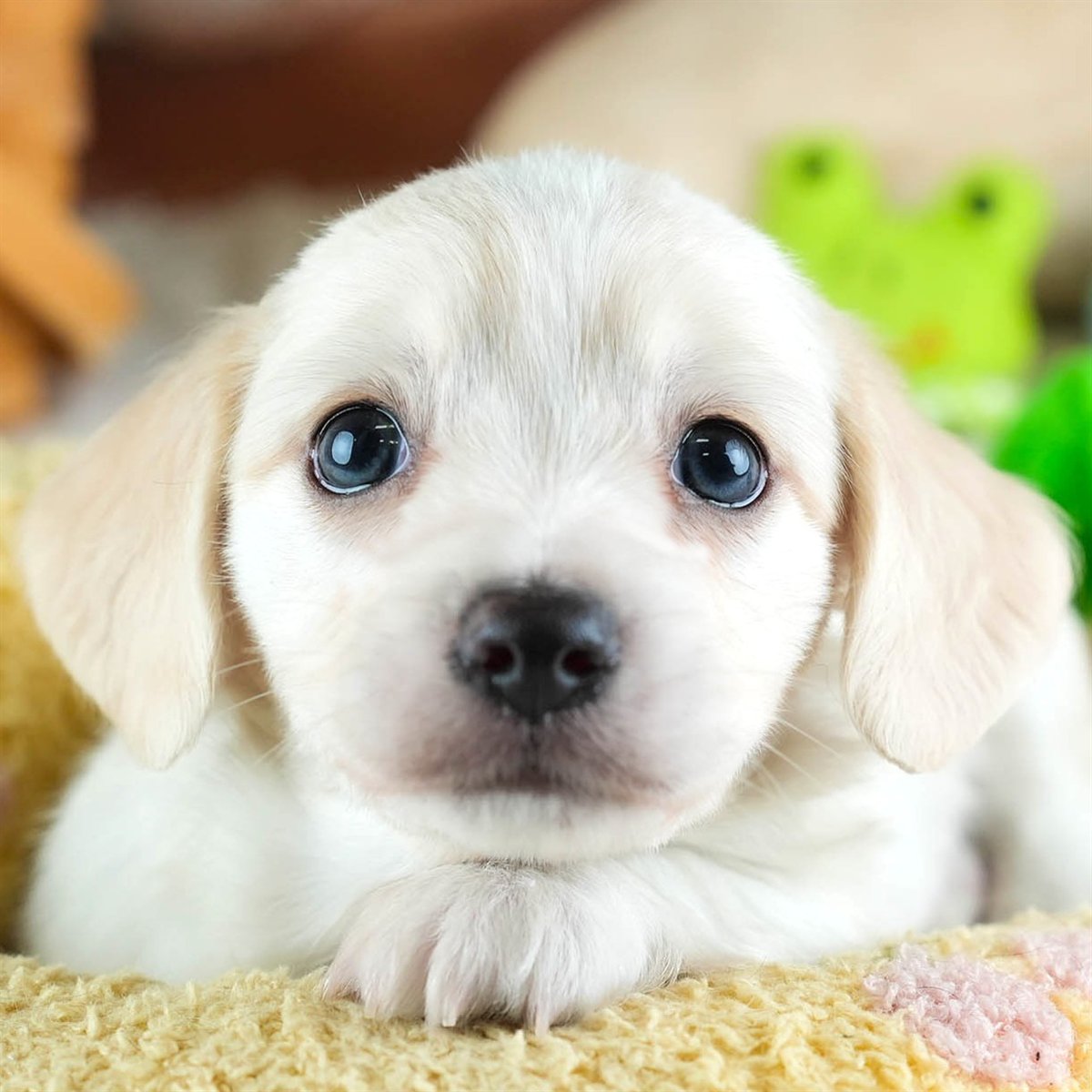 チワックス | 男の子 | クリーム | 2026年2月11日