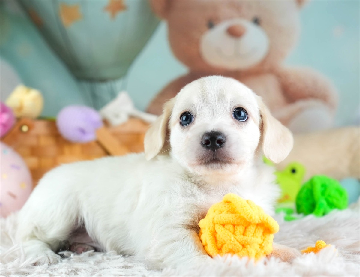 チワックス | 男の子 | クリーム | 2026年2月11日