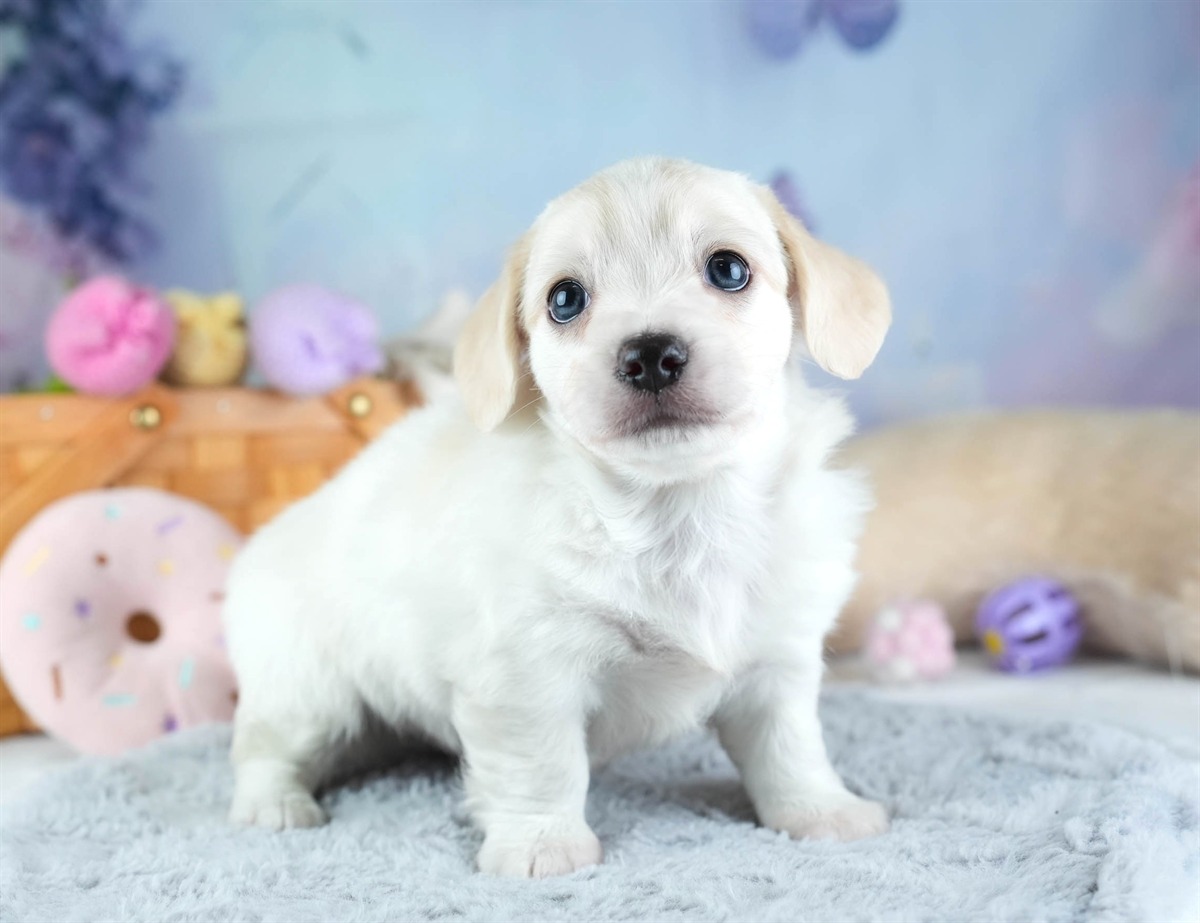 チワックス | 男の子 | クリーム | 2026年2月11日